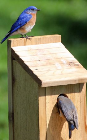 Bird house plans for different species. This one is for bluebirds.