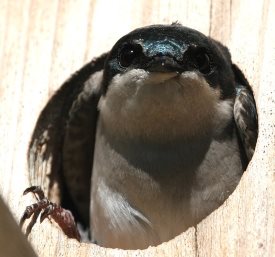 what kind of nestbox hole size should you use