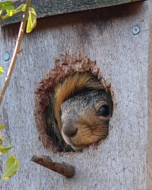 make sure to not use squirrel guards for your birdhouse and no perches
