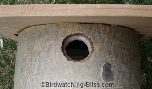 birdhouse hole size