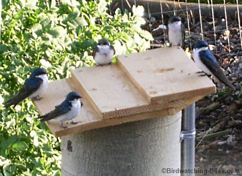 hollow log bird house swallows
