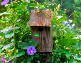 making bird houses here is an old one in a pretty wildflower garden