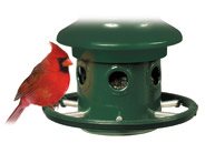 squirrel buster cardinal ring