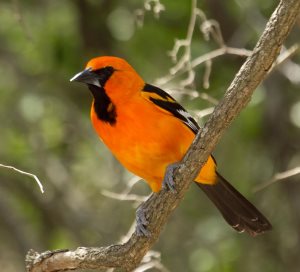 Baltimore Oriole eating mulberries - FeederWatch