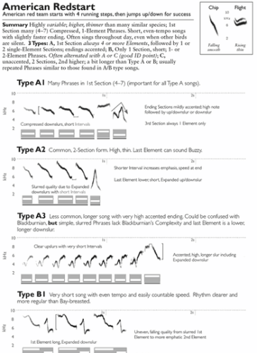 The Ultimate Warbler Field Identification Guide