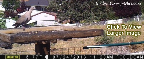 https://www.birdwatching-bliss.com/image-files/bird-feeder-cam.jpg