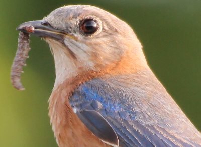 all about eastern bluebirds