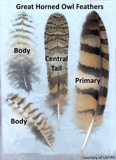 Types Of Bird Feathers Chart