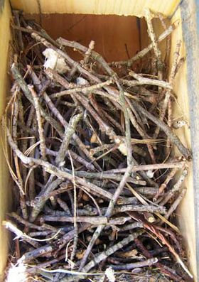 House Wren nest material