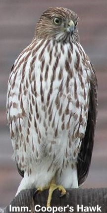 cooper hawk feather identification