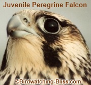 Bird of prey, Definition, Characteristics, & Examples