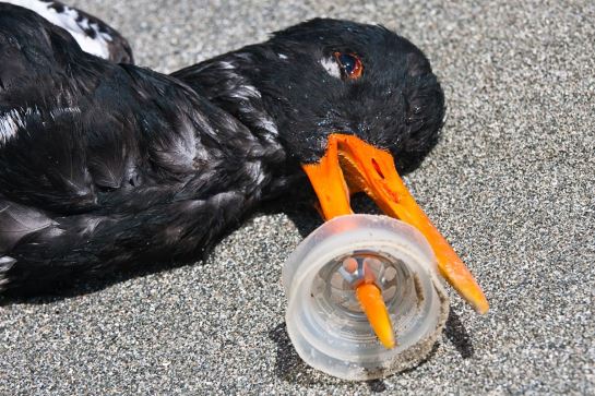 Drowning in Single-Use Plastic: The Company Leading The Fight Against It -  Plant Based News