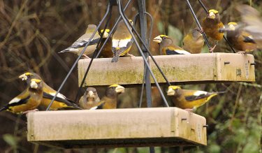 Platform Bird Feeders - Top Rated