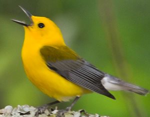 How Do Birds Sing Learn About Bird Song Id More