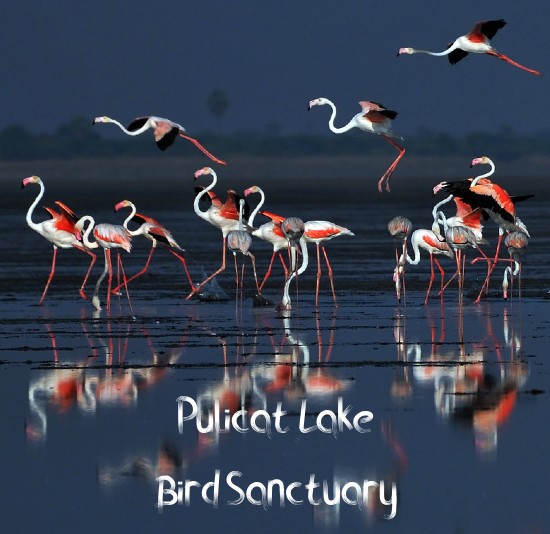 When Is The Best Time To Visit Pulicat Lake Bird Sanctuary?