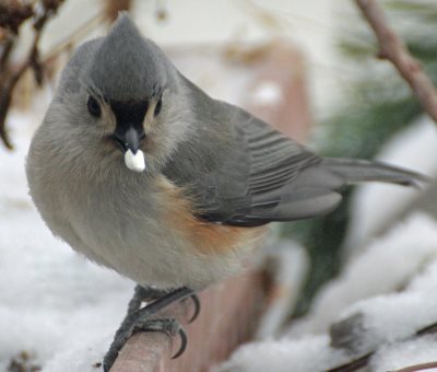 do black birds like safflower seeds