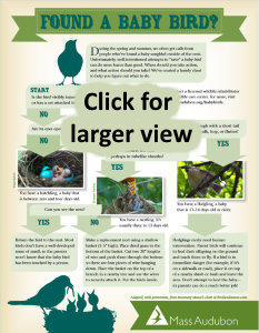 what to do if you find a baby bird decision chart