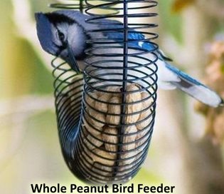 Peanut Bird Feeder Attracts A Variety Of Birds