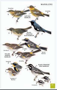 Bird Field Guides - Which One Is Best? (2019)