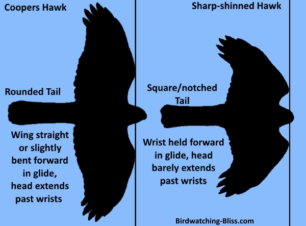 difference between hawk and falcon and eagle