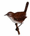 House Wren