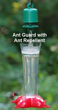 How To Keep Ants Out Of Your Hummingbird Feeder   Xhummingbird Feeder Ant Guard .pagespeed.ic.suTUveMw0h 