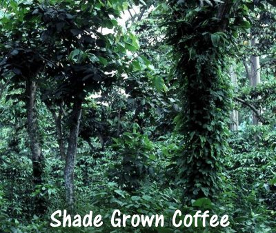 shade grown coffee