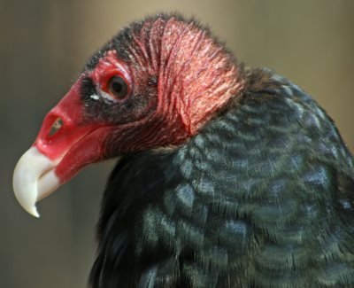 Turkey Vulture Bird Identification