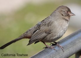 California Towhee Bird Idenfication