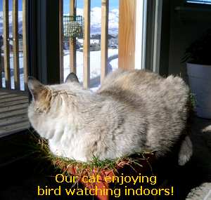 Birdwatching with Cats: Enjoying Nature from Indoors - Common Birds in Your Area