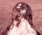 Red-tailed Hawk